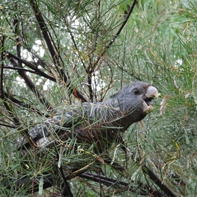 Callocephalon fimbriatum (Gang-gang Cockatoo) at Garran, ACT - 30 Nov 2024 by Medha