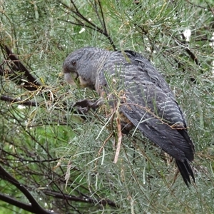 Callocephalon fimbriatum at Garran, ACT - 1 Dec 2024