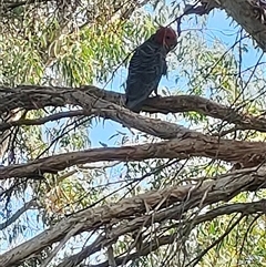 Callocephalon fimbriatum (Gang-gang Cockatoo) at Mawson, ACT - 2 Dec 2024 by KateU