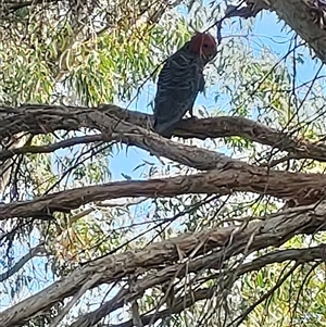 Callocephalon fimbriatum (Gang-gang Cockatoo) at Mawson, ACT by KateU