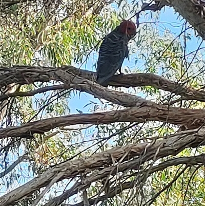 Callocephalon fimbriatum (Gang-gang Cockatoo) at Mawson, ACT - 2 Dec 2024 by KateU