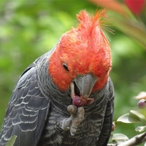 Callocephalon fimbriatum (identifiable birds) (Gang-gang Cockatoo (named birds)) at Garran, ACT by Medha