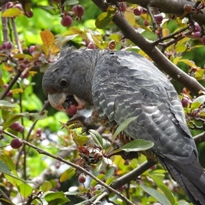 Callocephalon fimbriatum (identifiable birds) at Garran, ACT - 1 Dec 2024