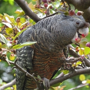 Callocephalon fimbriatum (identifiable birds) at Garran, ACT - 1 Dec 2024