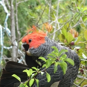 Callocephalon fimbriatum (identifiable birds) at Garran, ACT - 1 Dec 2024