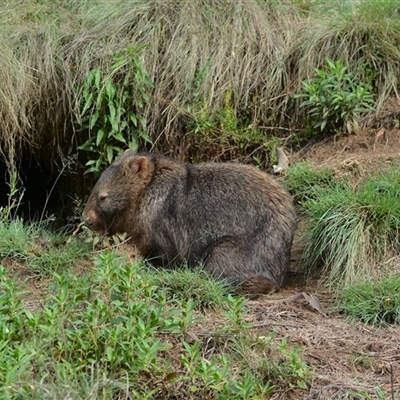 Vombatus ursinus (Common wombat, Bare-nosed Wombat) at Strathnairn, ACT - 1 Dec 2024 by NateKingsford