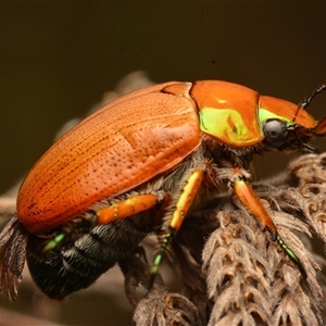 Anoplognathus brunnipennis at Strathnairn, ACT - 1 Dec 2024