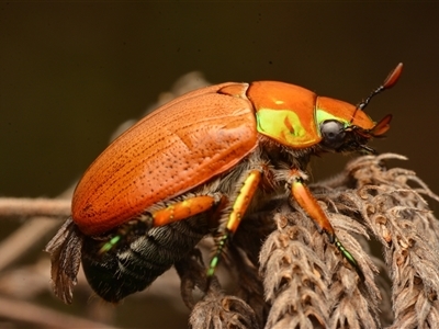 Anoplognathus brunnipennis (Green-tailed Christmas beetle) at Strathnairn, ACT - 1 Dec 2024 by NateKingsford