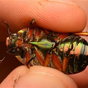 Anoplognathus brunnipennis at Strathnairn, ACT - 1 Dec 2024