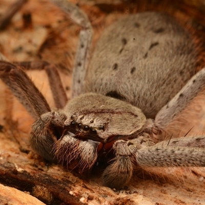 Isopeda canberrana (Canberra Huntsman Spider) at Strathnairn, ACT - 1 Dec 2024 by NateKingsford