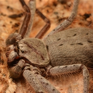 Isopeda canberrana at Strathnairn, ACT - 1 Dec 2024