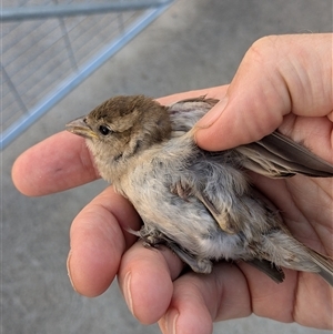 Passer domesticus at Uriarra Village, ACT - 2 Dec 2024