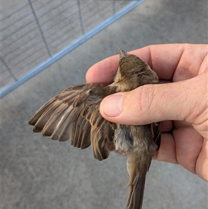 Passer domesticus at Uriarra Village, ACT - 2 Dec 2024