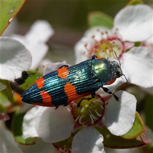 Castiarina supergrata at Uriarra Village, ACT - 2 Dec 2024