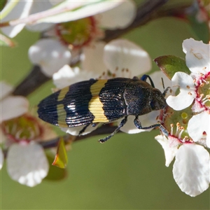 Castiarina bifasciata at Uriarra Village, ACT - 2 Dec 2024 12:40 PM