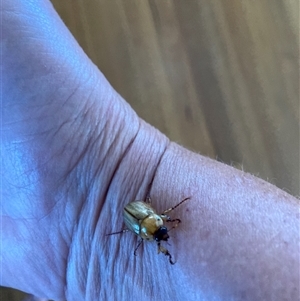 Cyclocephala signaticollis (Argentinian scarab) at Tathra, NSW by Suzhop