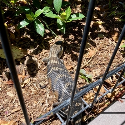 Tiliqua scincoides scincoides (Eastern Blue-tongue) at Tathra, NSW - 2 Dec 2024 by Suzhop