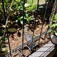 Tiliqua scincoides scincoides at Tathra, NSW - 2 Dec 2024 12:43 PM