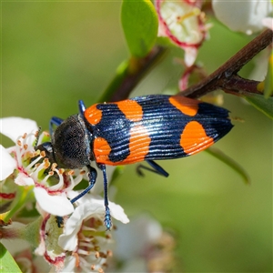 Castiarina thomsoni at Uriarra Village, ACT - 2 Dec 2024