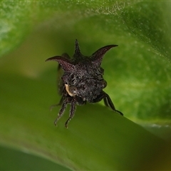 Acanthuchus trispinifer (Three-horned treehopper) at Monash, ACT - 2 Dec 2024 by debhart