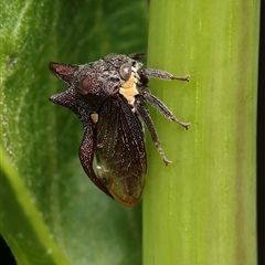 Acanthuchus trispinifer at Monash, ACT - 2 Dec 2024