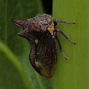 Acanthuchus trispinifer at Monash, ACT - 2 Dec 2024