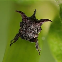 Acanthuchus trispinifer at Monash, ACT - 2 Dec 2024