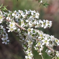 Leptospermum grandifolium at Yackandandah, VIC - 2 Dec 2024 by KylieWaldon