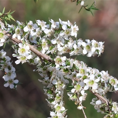 Leptospermum continentale (Prickly Teatree) at Yackandandah, VIC - 2 Dec 2024 by KylieWaldon