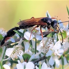 Unidentified Flower wasp (Scoliidae or Tiphiidae) at Yackandandah, VIC - 1 Dec 2024 by KylieWaldon