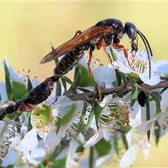 Thynninae (subfamily) at Yackandandah, VIC - 2 Dec 2024 08:03 AM