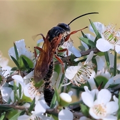Thynninae (subfamily) at Yackandandah, VIC - 2 Dec 2024 08:03 AM
