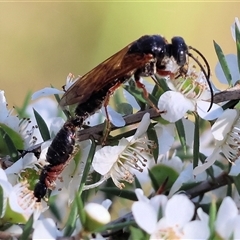 Thynninae (subfamily) at Yackandandah, VIC - 2 Dec 2024 08:03 AM