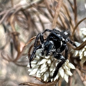 Sandalodes sp. (genus) (Unidentified Sandalodes) at Aranda, ACT by Jubeyjubes