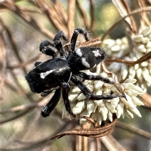 Sandalodes sp. (genus) at Aranda, ACT - 2 Dec 2024