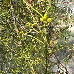 Unidentified Climber or Mistletoe at Cook, ACT - 2 Dec 2024 by Jubeyjubes