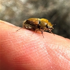 Unidentified Beetle (Coleoptera) at Cook, ACT - 2 Dec 2024 by Jubeyjubes