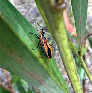 Gminatus australis (Orange assassin bug) at Cook, ACT by Jubeyjubes