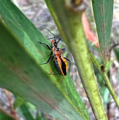 Gminatus australis (Orange assassin bug) at Cook, ACT - 2 Dec 2024 by Jubeyjubes