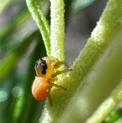 Salticidae (family) (Unidentified Jumping spider) at Cook, ACT - 2 Dec 2024 by Jubeyjubes