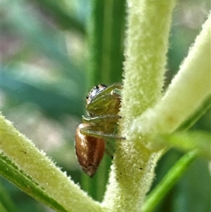 Opisthoncus sp. (genus) (Unidentified Opisthoncus jumping spider) at Cook, ACT by Jubeyjubes