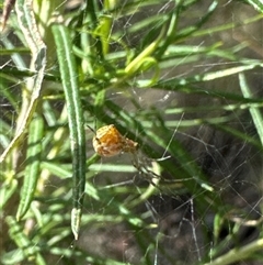 Unidentified Other web-building spider at Cook, ACT - 2 Dec 2024 by Jubeyjubes