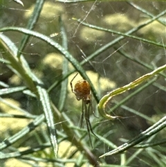 Theridiidae (family) at Cook, ACT - 2 Dec 2024 04:52 PM