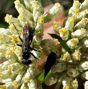 Turneromyia sp. (genus) at Cook, ACT - 2 Dec 2024