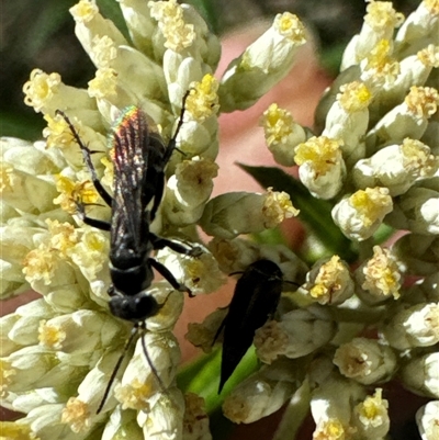 Turneromyia sp. (genus) (Zebra spider wasp) at Cook, ACT - 2 Dec 2024 by Jubeyjubes