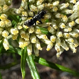 Turneromyia sp. (genus) at Cook, ACT - 2 Dec 2024 04:48 PM