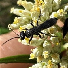 Turneromyia sp. (genus) at Cook, ACT - 2 Dec 2024