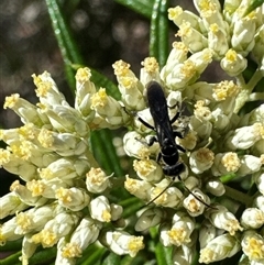 Turneromyia sp. (genus) at Cook, ACT - 2 Dec 2024