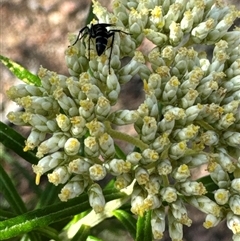 Turneromyia sp. (genus) at Cook, ACT - 2 Dec 2024