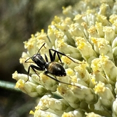 Camponotus aeneopilosus (A Golden-tailed sugar ant) at Cook, ACT - 2 Dec 2024 by Jubeyjubes